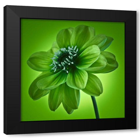 AF20110818 Dahlia 045C04 GreenC01 Black Modern Wood Framed Art Print by Frank, Assaf