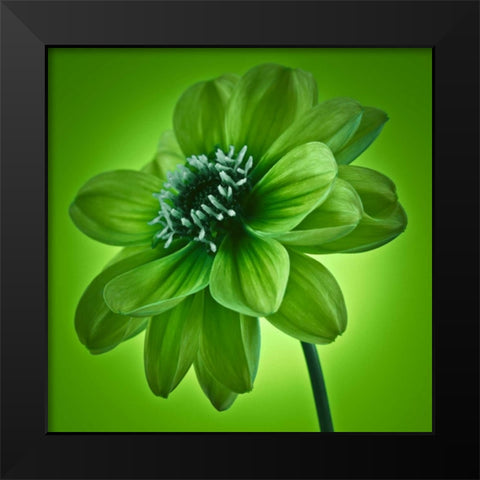 AF20110818 Dahlia 045C04 GreenC01 Black Modern Wood Framed Art Print by Frank, Assaf
