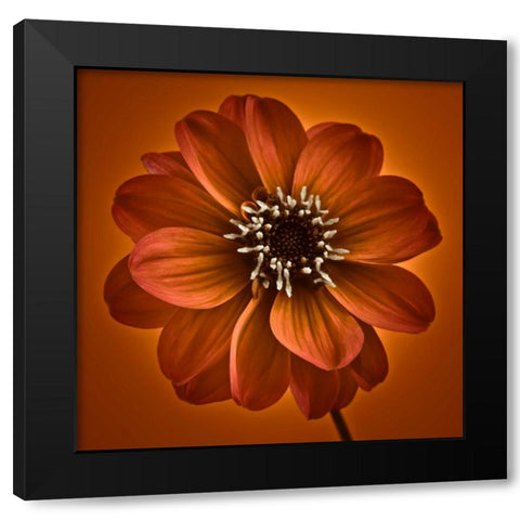 AF20110818 Dahlia 027C10 Black Modern Wood Framed Art Print with Double Matting by Frank, Assaf