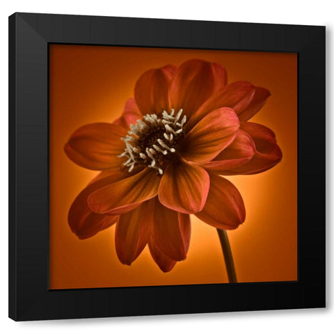 AF20110818 Dahlia 045C10 Black Modern Wood Framed Art Print by Frank, Assaf