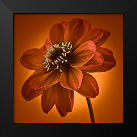 AF20110818 Dahlia 045C10 Black Modern Wood Framed Art Print by Frank, Assaf