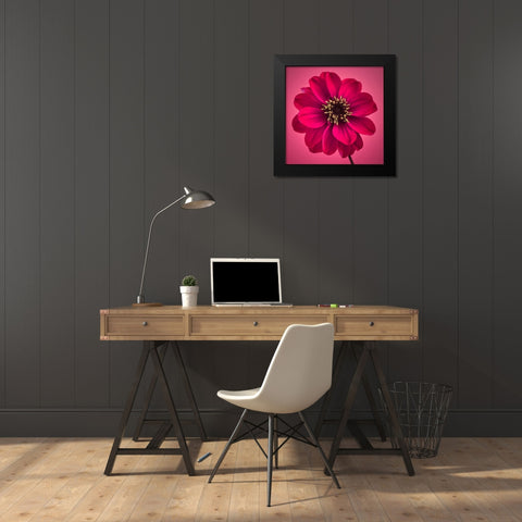 AF20110818 Dahlia 030C11 Black Modern Wood Framed Art Print by Frank, Assaf
