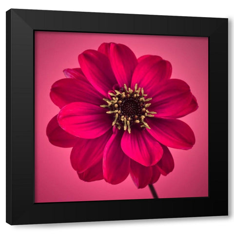 AF20110818 Dahlia 030C11 Black Modern Wood Framed Art Print by Frank, Assaf