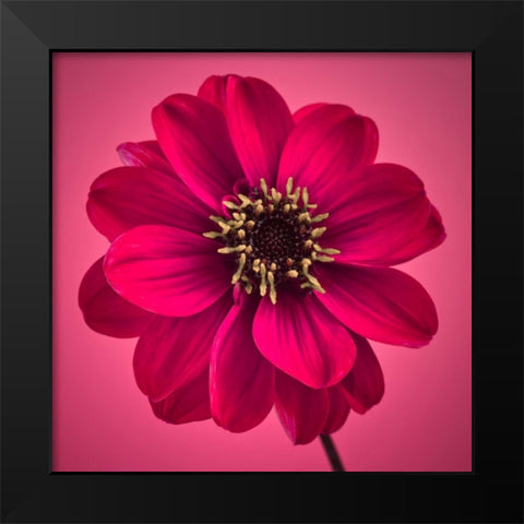 AF20110818 Dahlia 030C11 Black Modern Wood Framed Art Print by Frank, Assaf