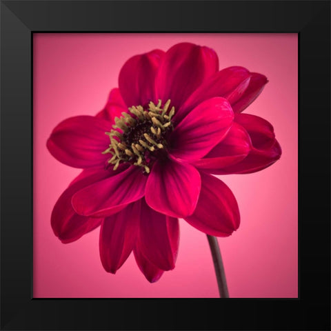 AF20110818 Dahlia 049C10 Black Modern Wood Framed Art Print by Frank, Assaf