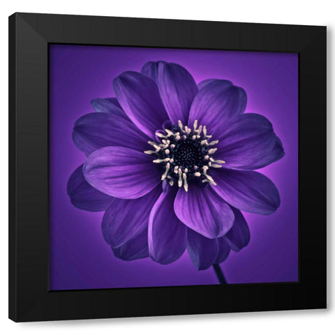AF20110818 Dahlia 027C11 Black Modern Wood Framed Art Print by Frank, Assaf