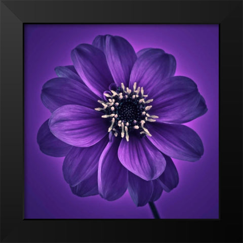 AF20110818 Dahlia 027C11 Black Modern Wood Framed Art Print by Frank, Assaf