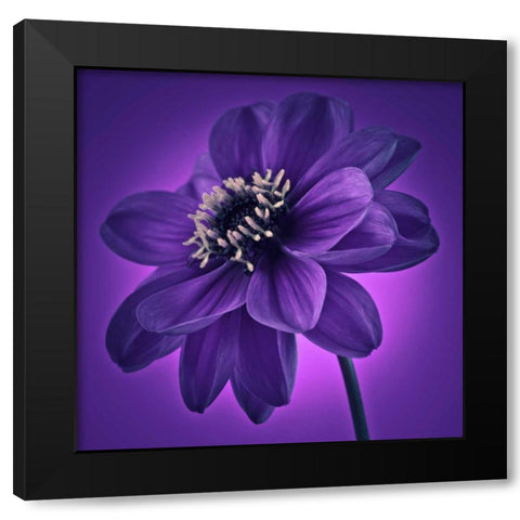 AF20110818 Dahlia 045C11 Black Modern Wood Framed Art Print by Frank, Assaf