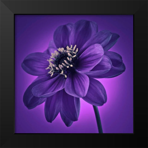 AF20110818 Dahlia 045C11 Black Modern Wood Framed Art Print by Frank, Assaf
