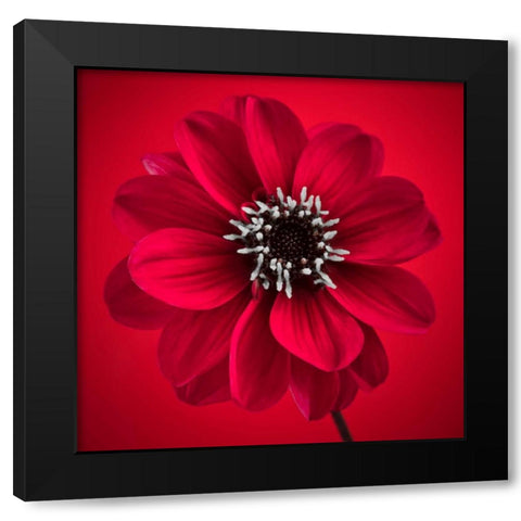 AF20110818 Dahlia 026C10 Black Modern Wood Framed Art Print by Frank, Assaf