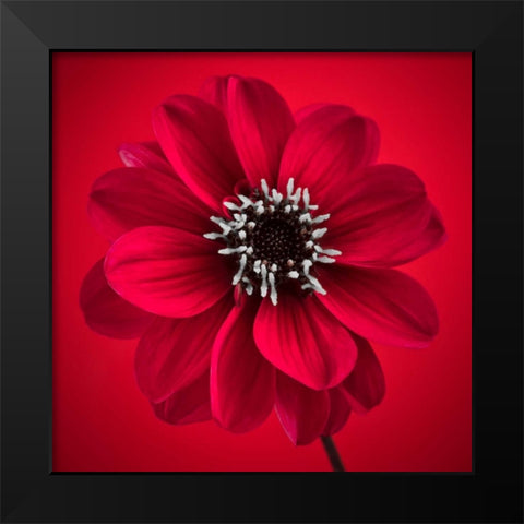 AF20110818 Dahlia 026C10 Black Modern Wood Framed Art Print by Frank, Assaf