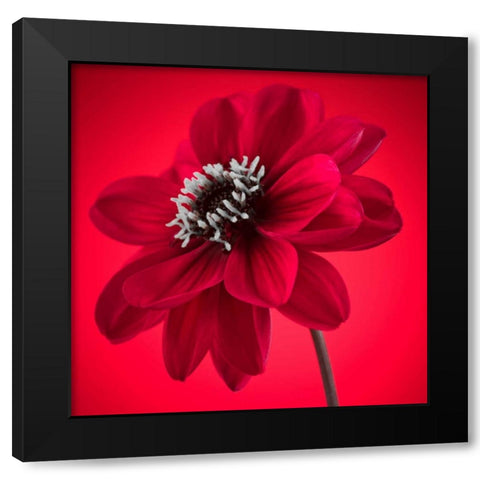 AF20110818 Dahlia 053C10 Black Modern Wood Framed Art Print with Double Matting by Frank, Assaf