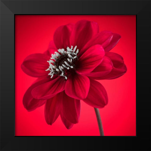 AF20110818 Dahlia 053C10 Black Modern Wood Framed Art Print by Frank, Assaf