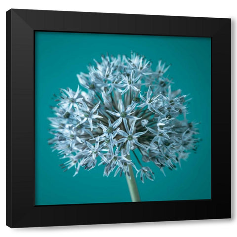 AF20100605 Alliums 151C07 Black Modern Wood Framed Art Print with Double Matting by Frank, Assaf
