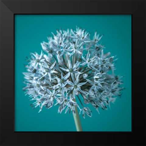 AF20100605 Alliums 151C07 Black Modern Wood Framed Art Print by Frank, Assaf