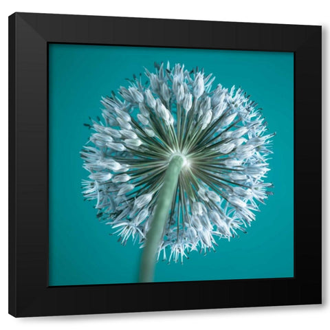 AF20100605 Alliums 167C12 Black Modern Wood Framed Art Print by Frank, Assaf