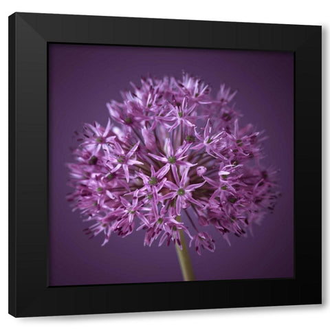 AF20100605 Alliums 151C08 Black Modern Wood Framed Art Print with Double Matting by Frank, Assaf