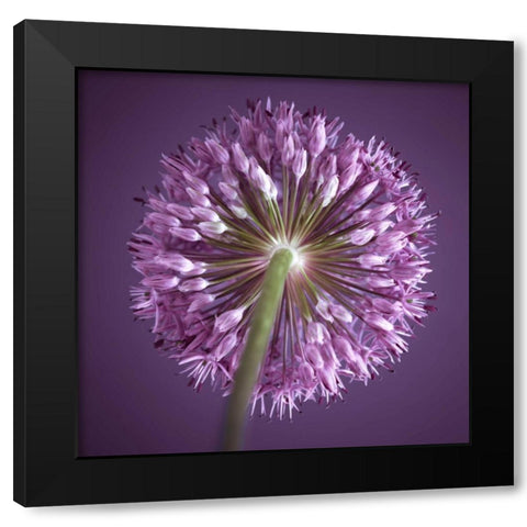 AF20100605 Alliums 167C13 Black Modern Wood Framed Art Print by Frank, Assaf