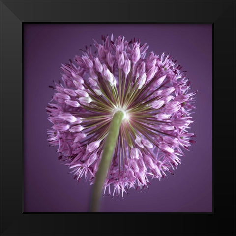 AF20100605 Alliums 167C13 Black Modern Wood Framed Art Print by Frank, Assaf