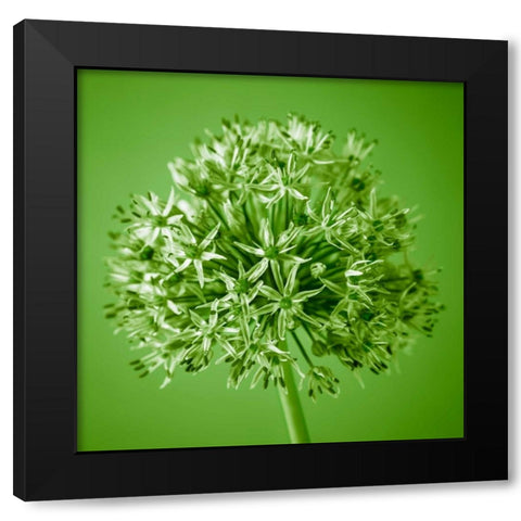 AF20100605 Alliums 151C09 Black Modern Wood Framed Art Print with Double Matting by Frank, Assaf