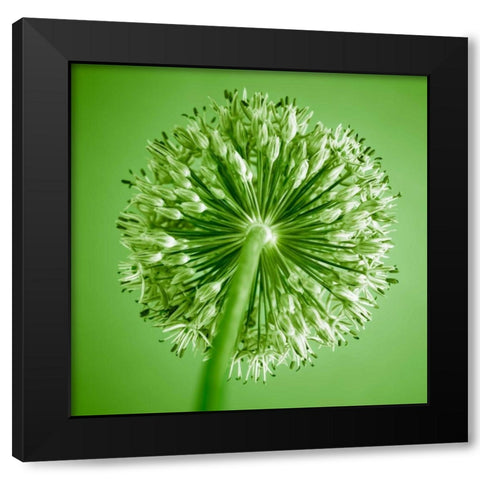 AF20100605 Alliums 167C14 Black Modern Wood Framed Art Print by Frank, Assaf