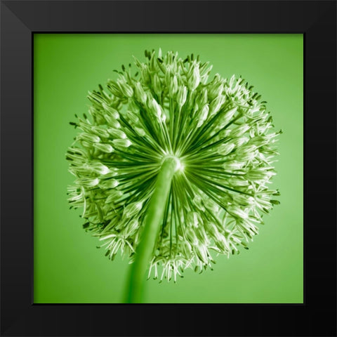 AF20100605 Alliums 167C14 Black Modern Wood Framed Art Print by Frank, Assaf