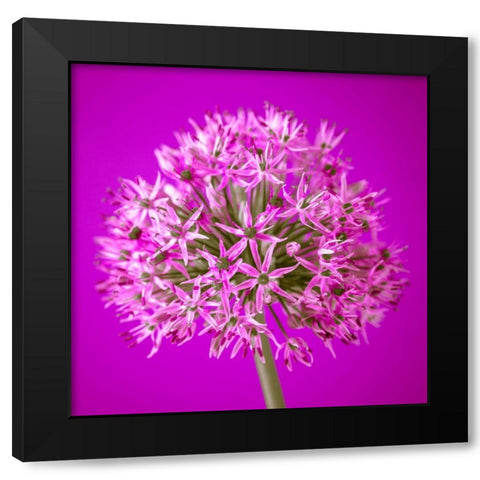 AF20100605 Alliums 151C10 Black Modern Wood Framed Art Print by Frank, Assaf