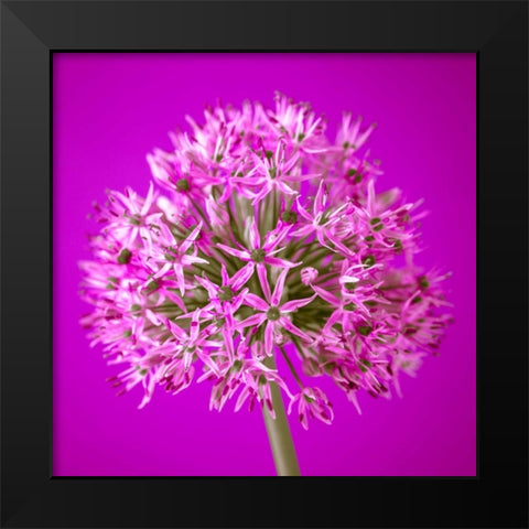 AF20100605 Alliums 151C10 Black Modern Wood Framed Art Print by Frank, Assaf