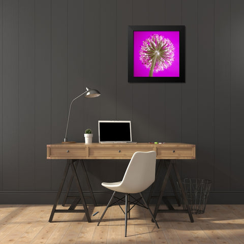 AF20100605 Alliums 167C15 Black Modern Wood Framed Art Print by Frank, Assaf
