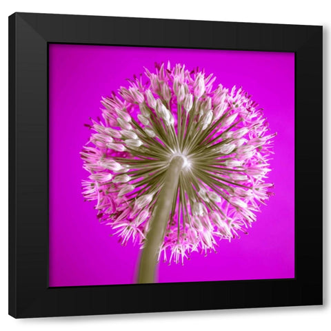 AF20100605 Alliums 167C15 Black Modern Wood Framed Art Print by Frank, Assaf