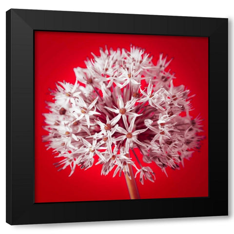 AF20100605 Alliums 157 RedC03 Black Modern Wood Framed Art Print by Frank, Assaf