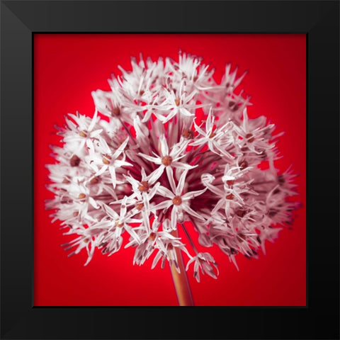 AF20100605 Alliums 157 RedC03 Black Modern Wood Framed Art Print by Frank, Assaf