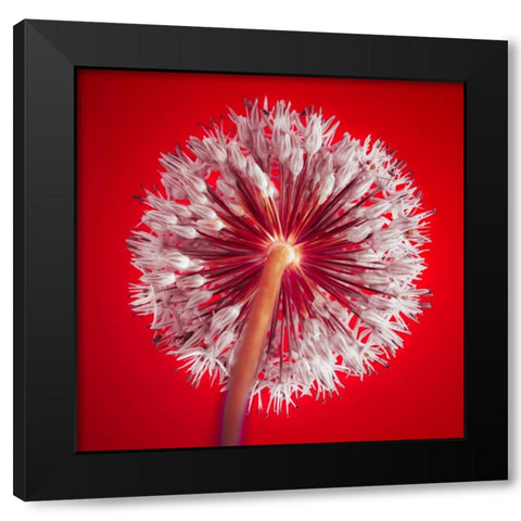 AF20100605 Alliums 167 RedC03 Black Modern Wood Framed Art Print by Frank, Assaf