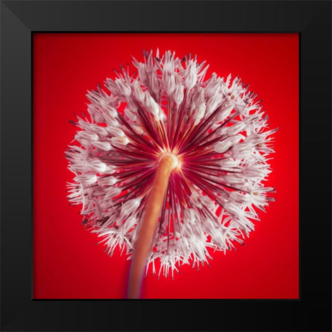 AF20100605 Alliums 167 RedC03 Black Modern Wood Framed Art Print by Frank, Assaf