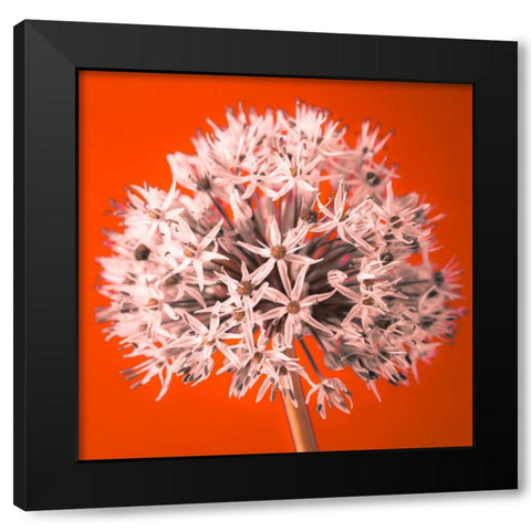 AF20100605 Alliums 157 RedC04 Black Modern Wood Framed Art Print by Frank, Assaf