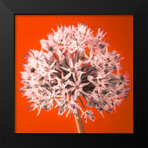 AF20100605 Alliums 157 RedC04 Black Modern Wood Framed Art Print by Frank, Assaf