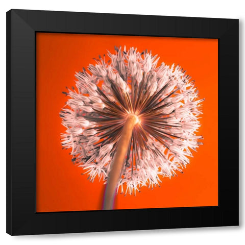 AF20100605 Alliums 167 RedC04 Black Modern Wood Framed Art Print with Double Matting by Frank, Assaf