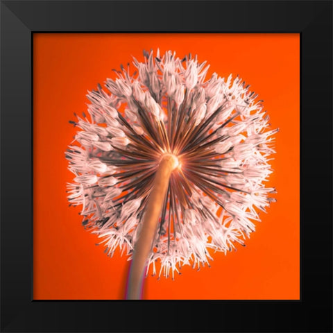 AF20100605 Alliums 167 RedC04 Black Modern Wood Framed Art Print by Frank, Assaf