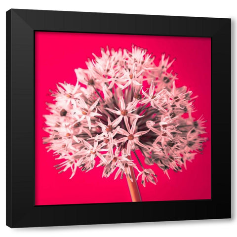 AF20100605 Alliums 157 RedC05 Black Modern Wood Framed Art Print by Frank, Assaf