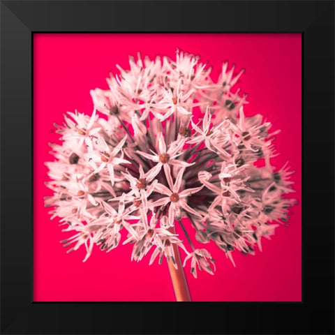 AF20100605 Alliums 157 RedC05 Black Modern Wood Framed Art Print by Frank, Assaf