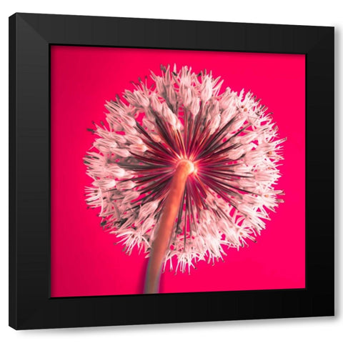 AF20100605 Alliums 167 RedC05 Black Modern Wood Framed Art Print by Frank, Assaf