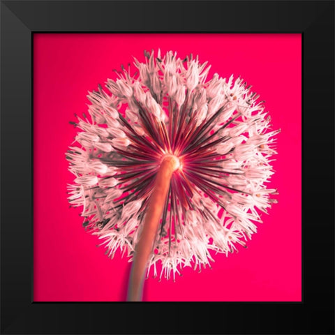 AF20100605 Alliums 167 RedC05 Black Modern Wood Framed Art Print by Frank, Assaf