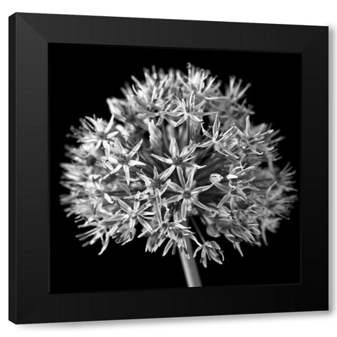 FTBR 1134 Allium B-W Black Modern Wood Framed Art Print with Double Matting by Frank, Assaf