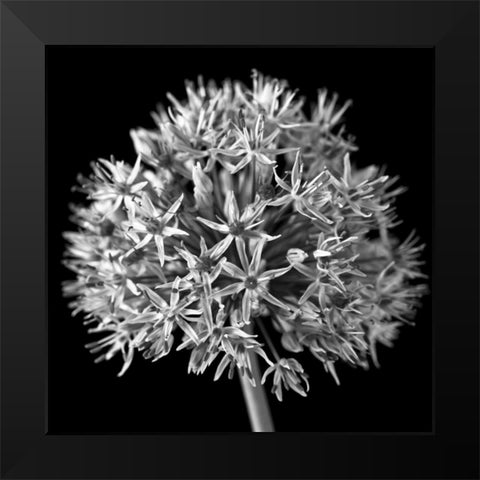 FTBR 1134 Allium B-W Black Modern Wood Framed Art Print by Frank, Assaf
