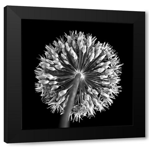 FTBR 1135 Allium B-W Black Modern Wood Framed Art Print by Frank, Assaf