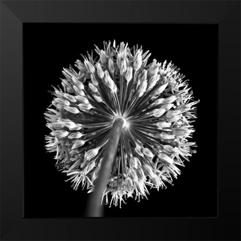 FTBR 1135 Allium B-W Black Modern Wood Framed Art Print by Frank, Assaf