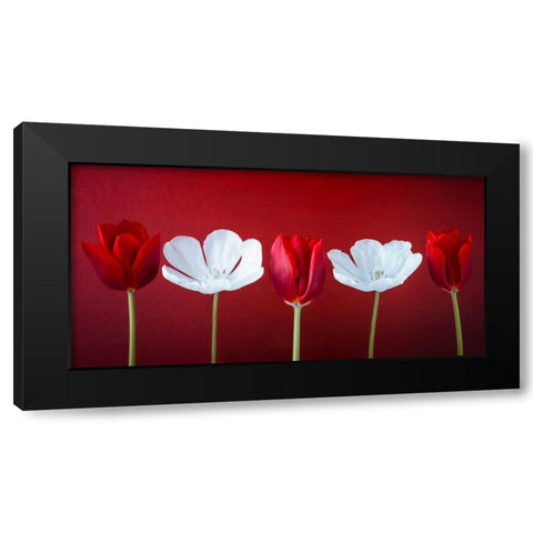 AF20120424 Tulips 351C12 Black Modern Wood Framed Art Print by Frank, Assaf