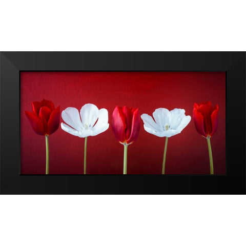 AF20120424 Tulips 351C12 Black Modern Wood Framed Art Print by Frank, Assaf