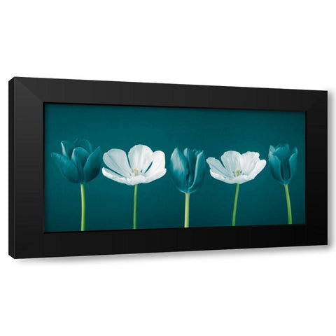 AF20120424 Tulips 350C09 Black Modern Wood Framed Art Print by Frank, Assaf