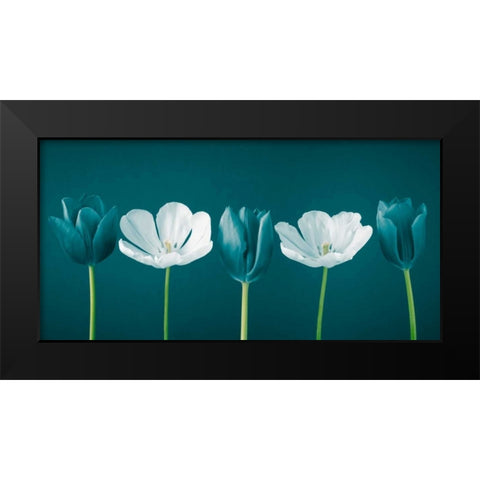 AF20120424 Tulips 350C09 Black Modern Wood Framed Art Print by Frank, Assaf